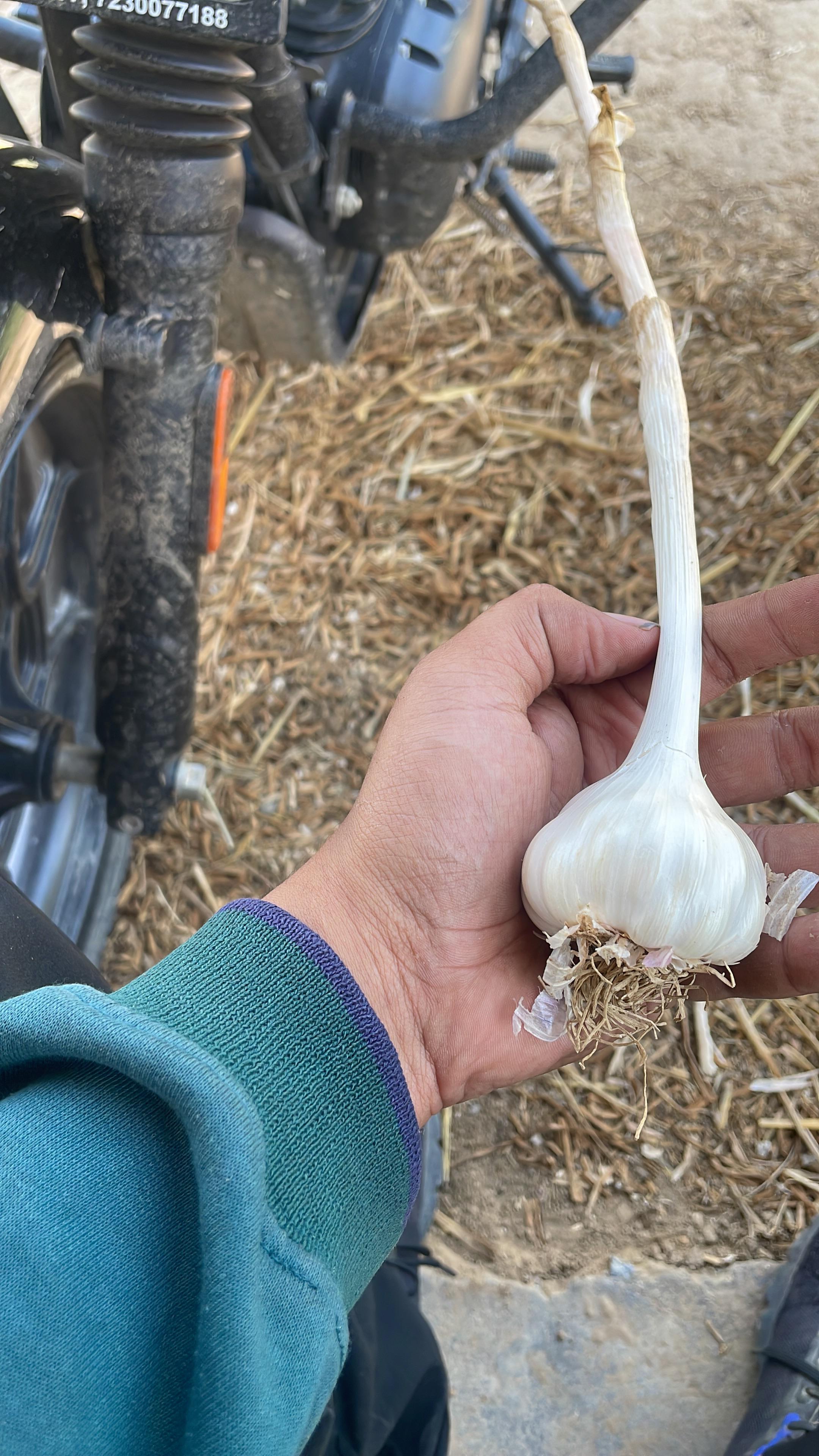 Kreevann Garlic view 5